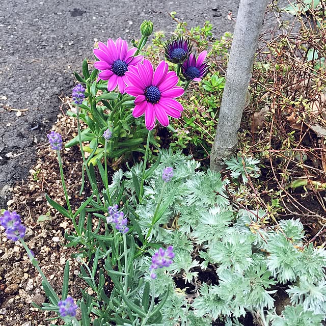 pariさんの実例写真