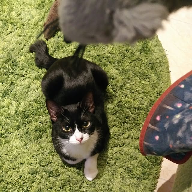 Gomaさんの実例写真