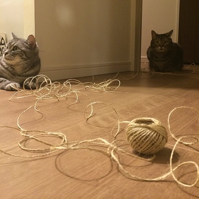 mikomaruさんの実例写真