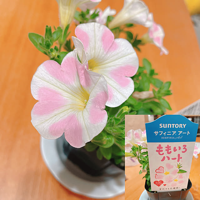Chipさんの実例写真