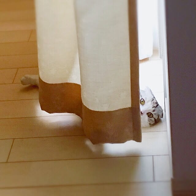 yokkochanさんの実例写真