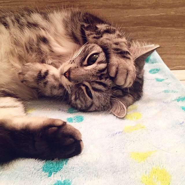mikomaruさんの実例写真