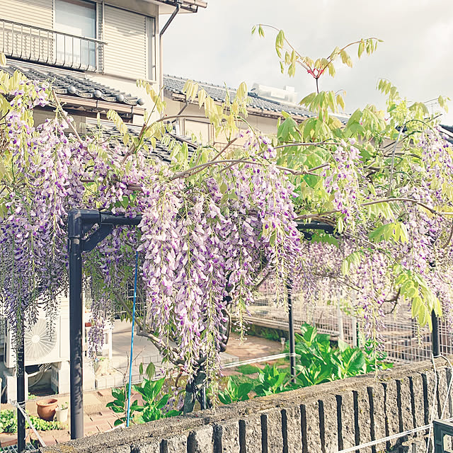 cyaroさんの部屋