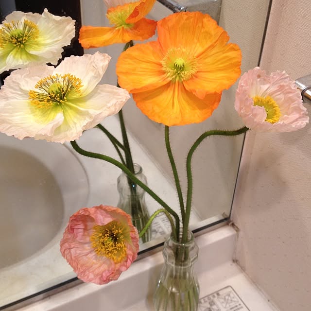 バス/トイレ/花/植物/いただきもののインテリア実例 - 2013-03-15 23:54:20