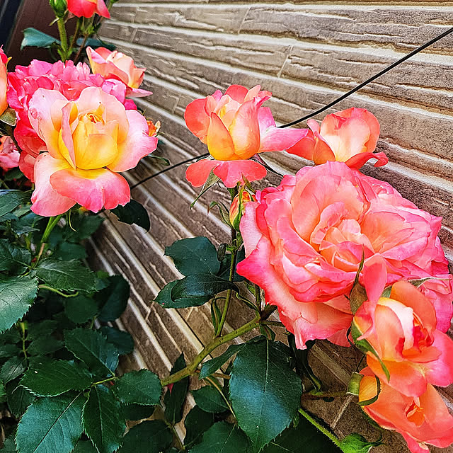 mimi828さんの実例写真