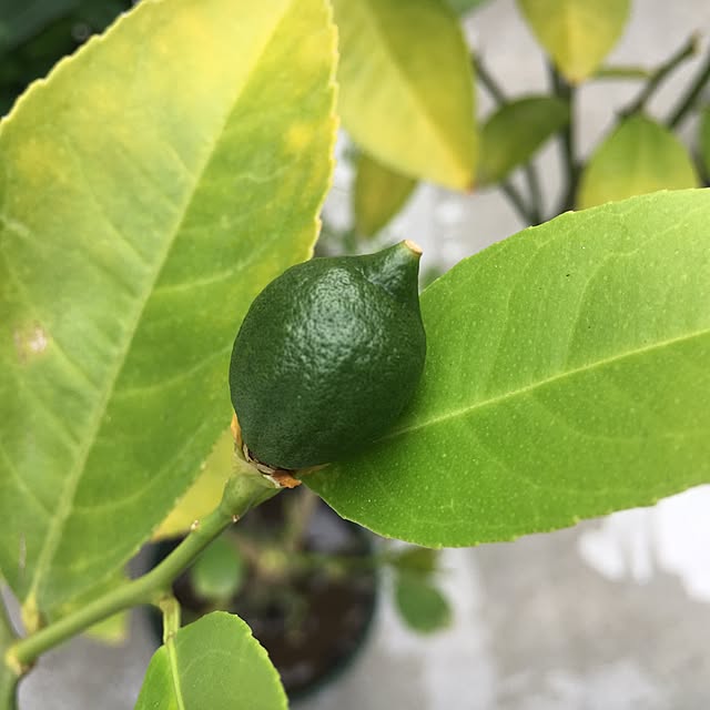 cocco0505さんの実例写真