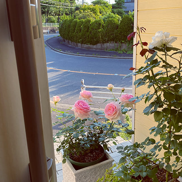 choさんの実例写真