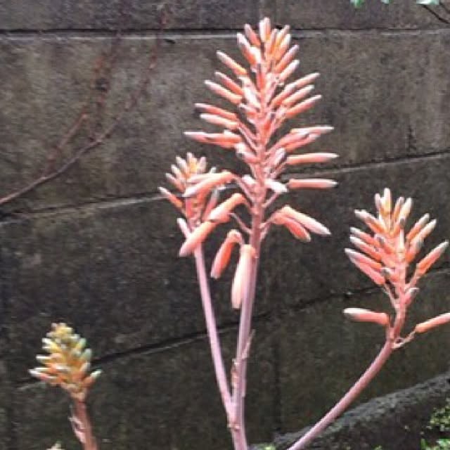 mikan161さんの実例写真