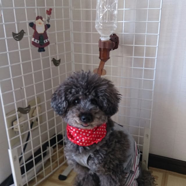 gon_mikiさんの実例写真