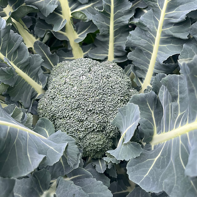 Virolさんの部屋