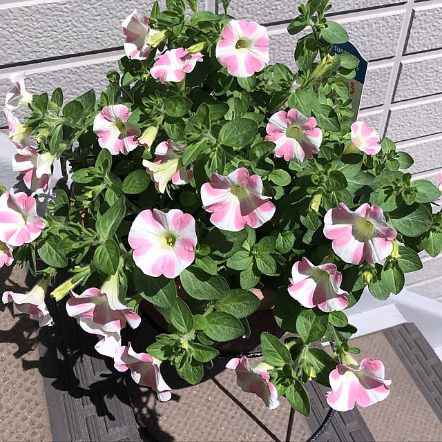 oshizuさんの実例写真