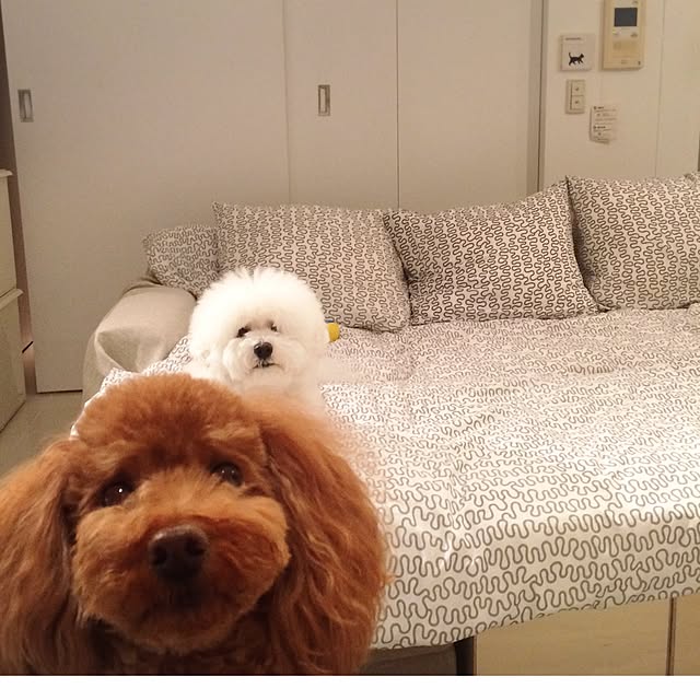 shirokumaさんの実例写真