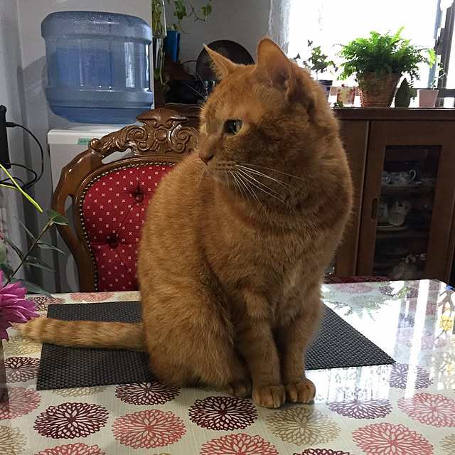sleptcatさんの実例写真