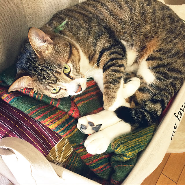 実例写真