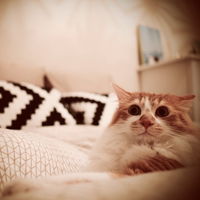 Reikoさんの実例写真