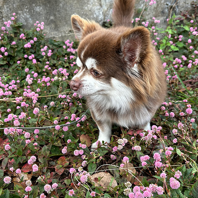 chIoeさんの部屋