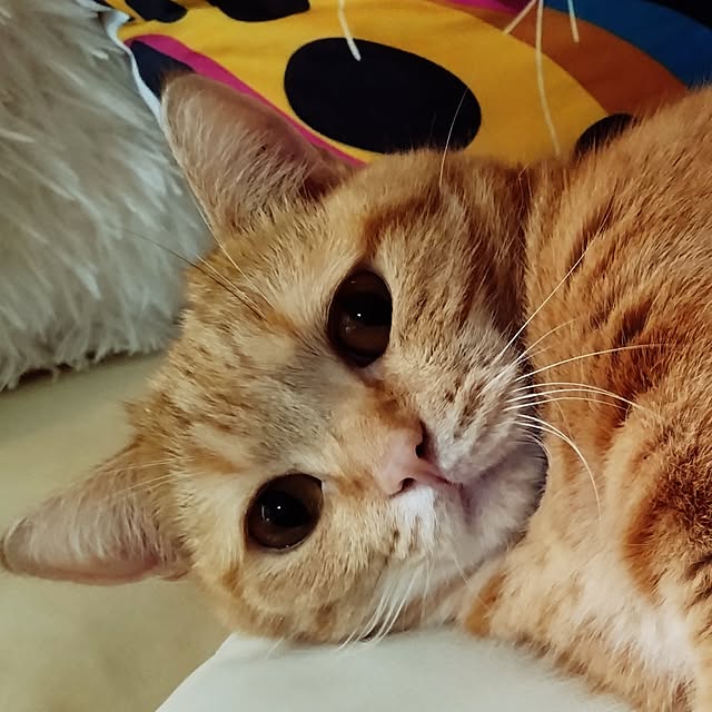 runaさんの部屋