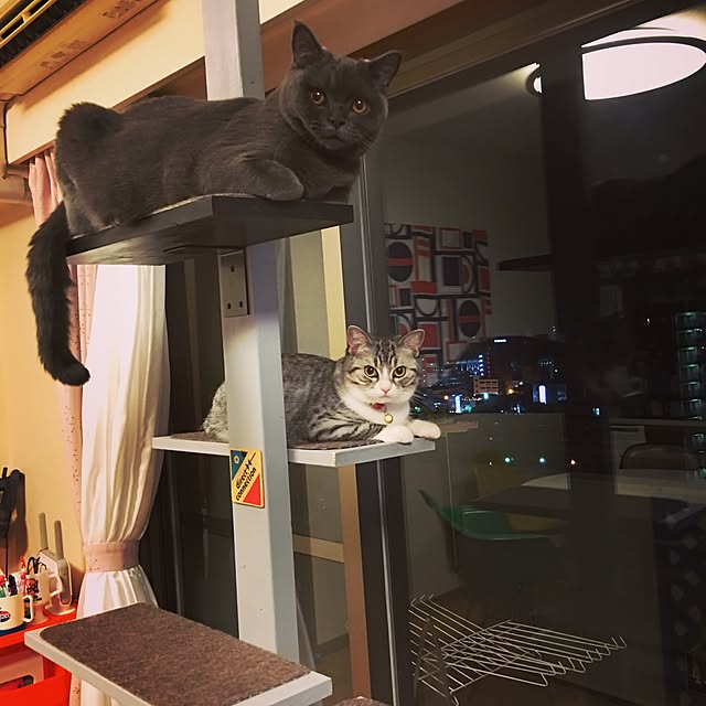 Shojiさんの実例写真