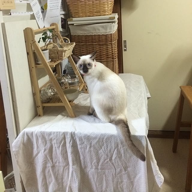 chadoさんの実例写真