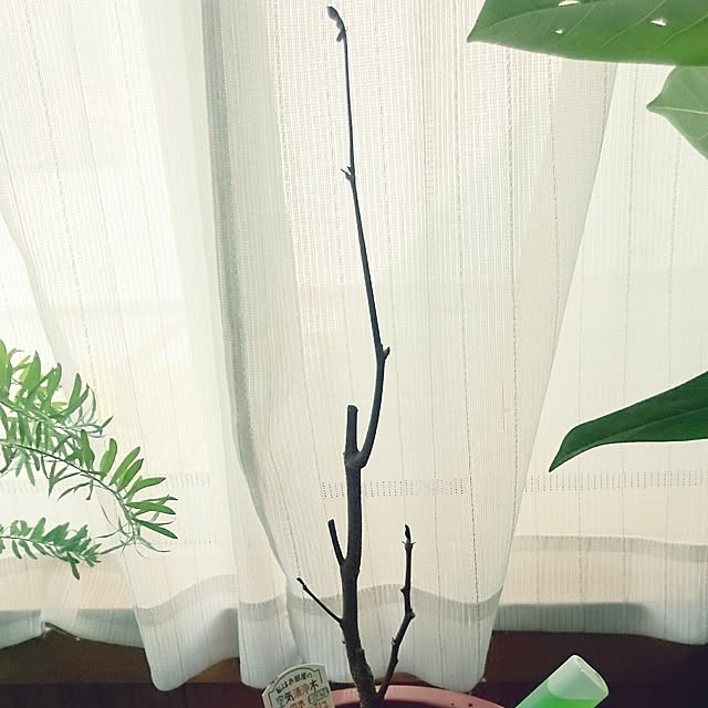 tikuwaさんの実例写真