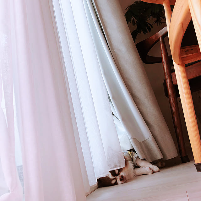 Niihoさんの実例写真