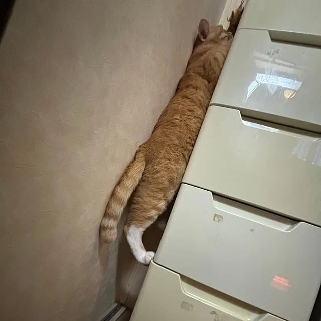 koromaroさんの部屋