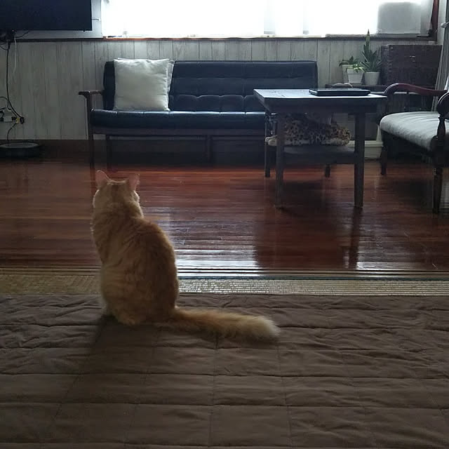 gabさんの実例写真