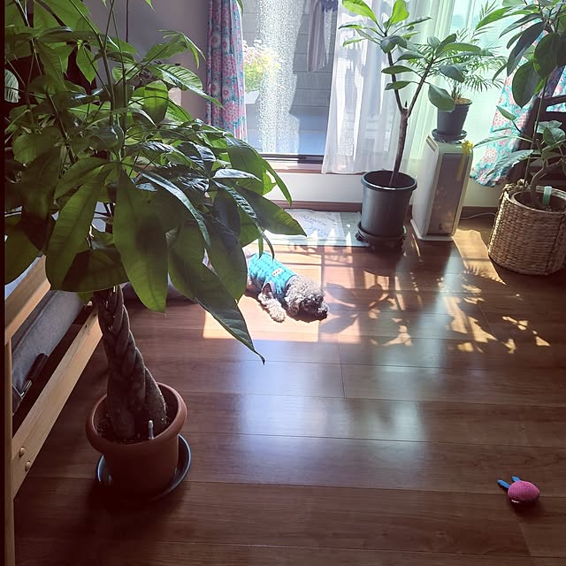 kanonさんの実例写真