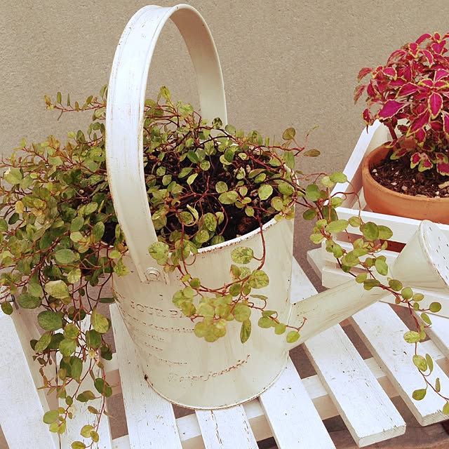 kochokochoさんの実例写真