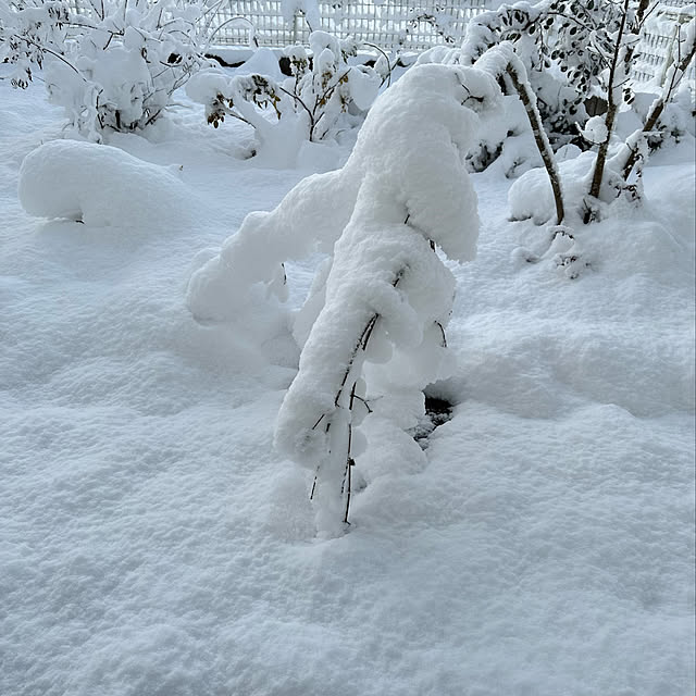 mayumiさんの実例写真