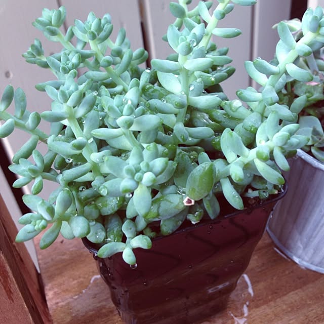 玄関/入り口/タニラー/多肉植物/バルコニーですが。のインテリア実例 - 2014-08-09 14:29:55