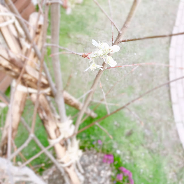 wankoさんの実例写真