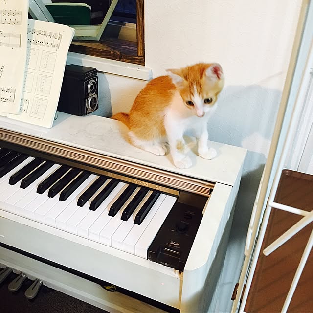 実例写真