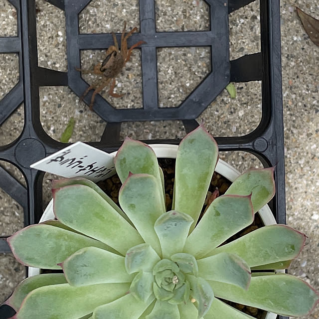 玄関/入り口/カニ/多肉植物/フォローすごく嬉しいです♡/多肉植物のある暮らし...などのインテリア実例 - 2024-07-22 21:48:22