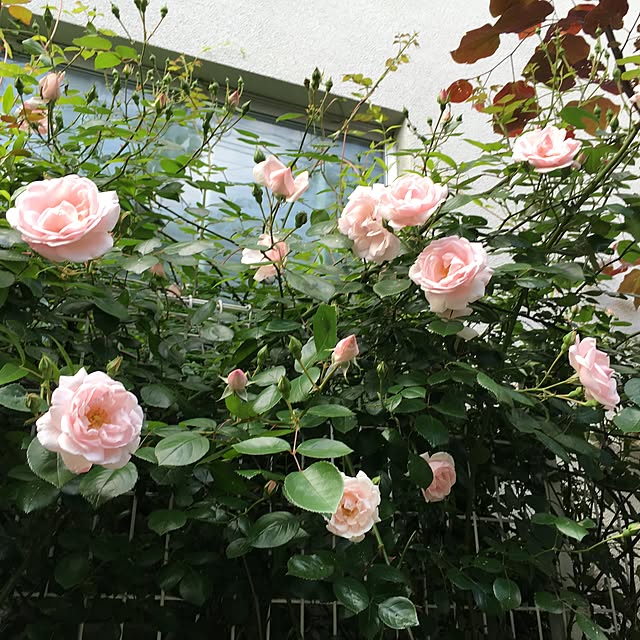mamaintokyoさんの実例写真