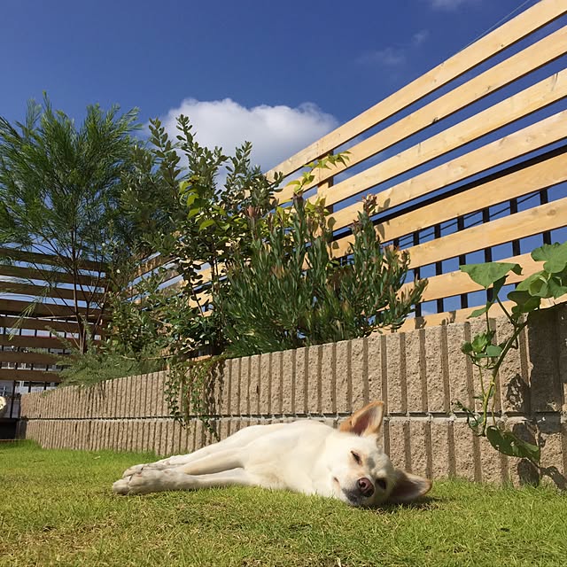 sakuraさんの実例写真
