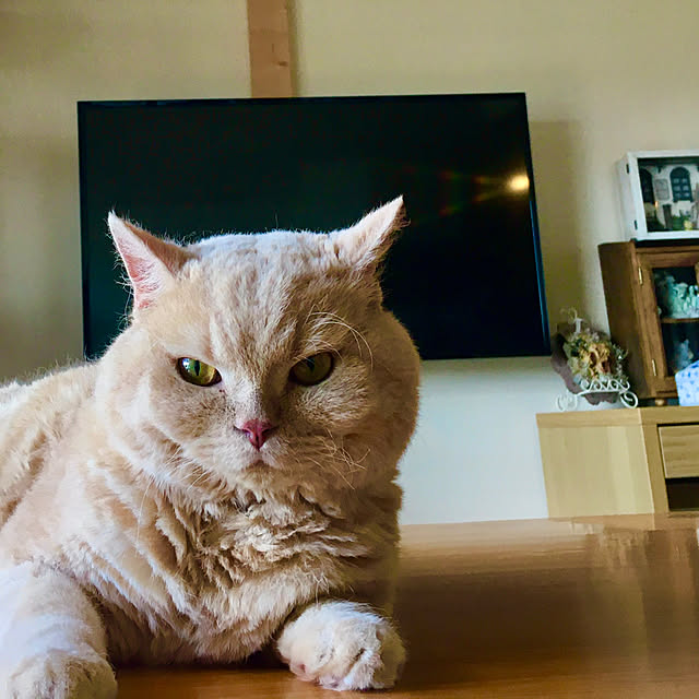 naokoさんの実例写真