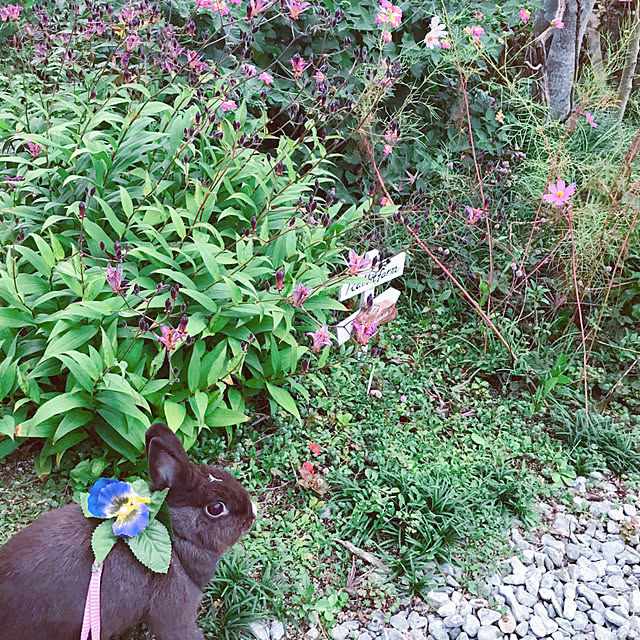 portulacaさんの実例写真