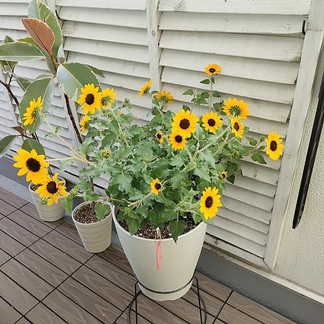 VERANDARJUNさんの実例写真