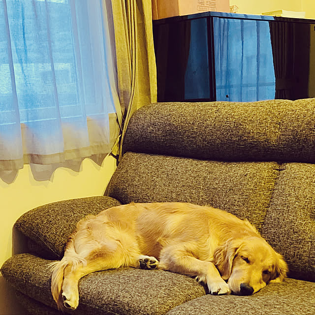 Royさんの実例写真