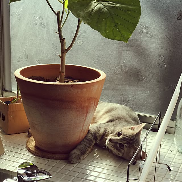 ma-ya-sunsunさんの実例写真