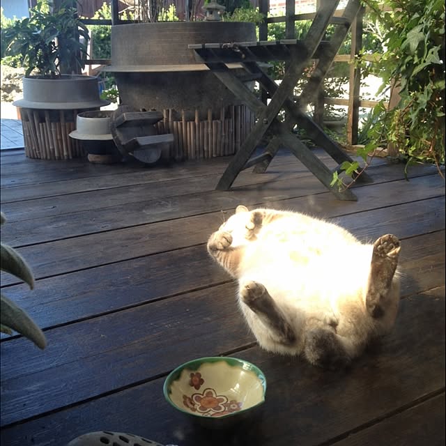 salyuさんの実例写真