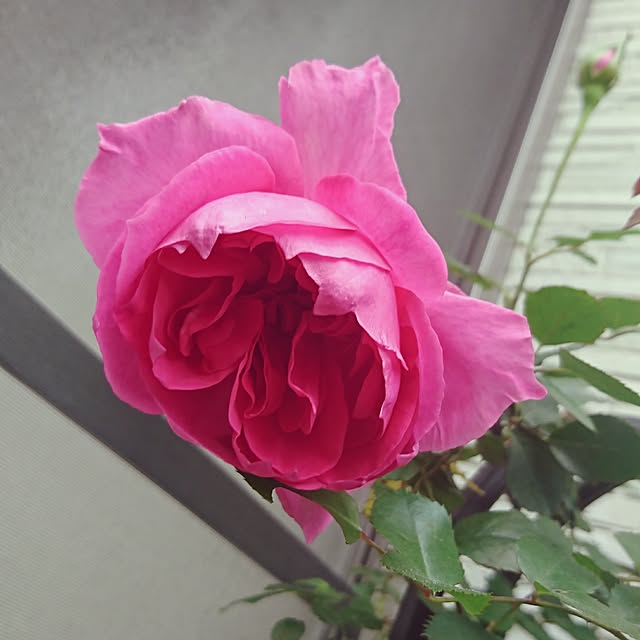 AZさんの実例写真