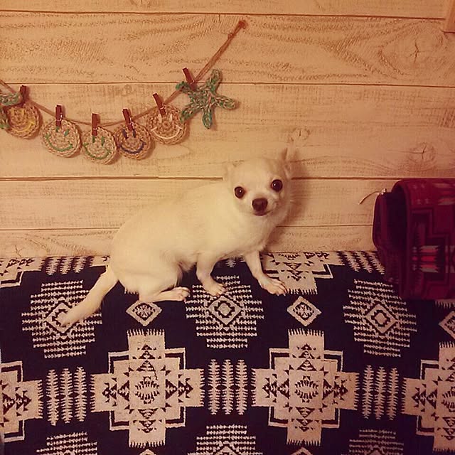ayu0825さんの実例写真
