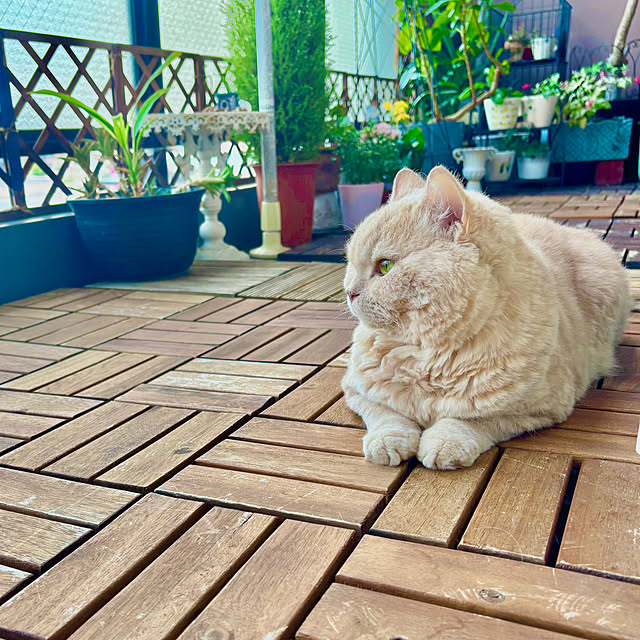 naokoさんの部屋