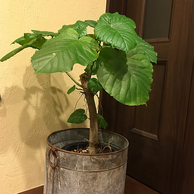 harunatsuさんの実例写真