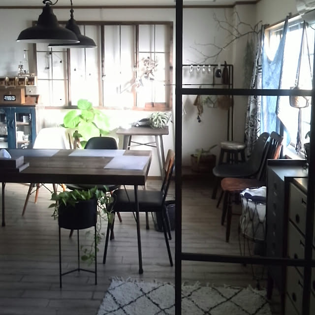 kの-NEW!!　ハートリーフ　ウンベラータ　CITRONポットに植えた　フィカス・ウンベラータ 美しい樹形♪　ゴム　ゴムの木【楽ギフ_メッセ】【楽ギフ_メッセ入力】シトロエン ココヤシファイバー　ウランベータ　ゴムノキ　ウンベラーダの家具・インテリア写真