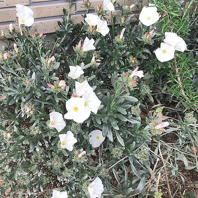 Alohaさんの実例写真