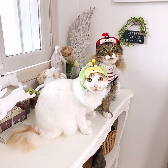 yuchiさんの実例写真