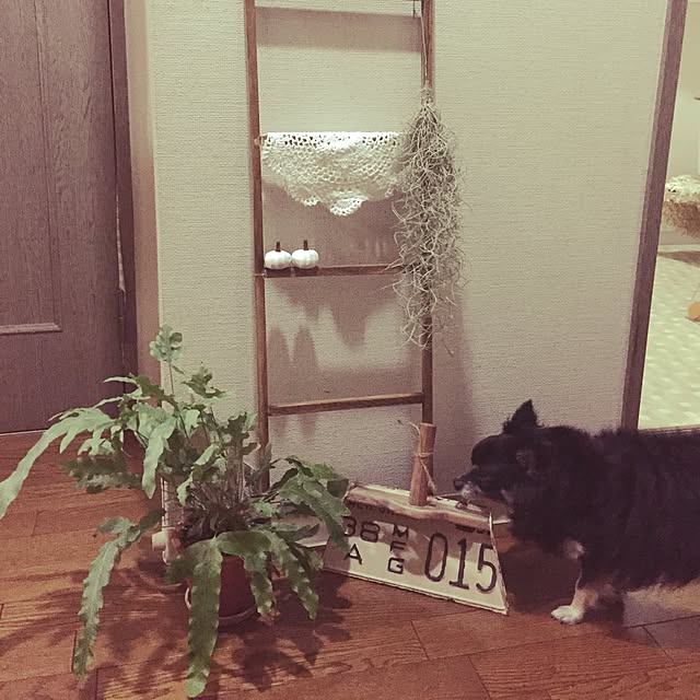 mockさんの実例写真